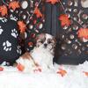 Conner Charming Male Shih-tzu Puppy