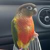 Male Green Cheek Conure Rehoming 