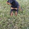Akc rottweiler puppys