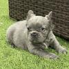 French bulldog 