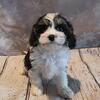 Cavapoo puppies for sale in Michigan at wrennspuppies.com