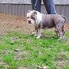 UkC registered American Bully 