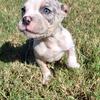 Beautiful Merle Bully puppies 🐶 🌈🌟