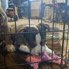 American Bullies Ready to Go
