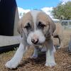 Kangal/Anatolian Shepherd, Central Asian Shepherd (Alabai) F1 PUPPIES READY!!!!!