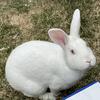 Sweet male New Zealand bunny