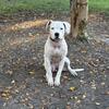 Female dogo argentino