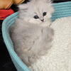 Persian kitten silver chinchilla purebred