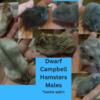 Dwarf Campbell Hamsters - Males and Females