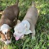 ABKC Bully Puppies 
