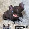 Sphynx BOY  TICA Breeding Rights Chicago IL