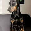 AKC European Doberman Pinscher STUD