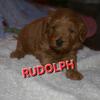 Mini Goldendoodle puppies 3 females available