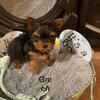 AKC male yorkies