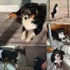 Blue Eyed Black Tri Toy Aussie