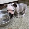 AKC Registered French Bulldogs 