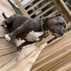 American bully 500