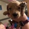 Goldendoodle Pups