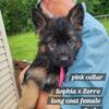 West German showline German Shepherd puppies ready now and others ready soon!