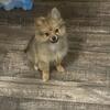 Female Pomeranians ( GREAT $ DEAL) 
