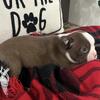 AKC Max Boston Terrier Puppy