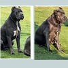 Cane Corso Pups