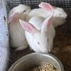 These are New Zealand 8 weeks old white 