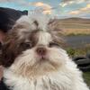 Male Liver Shihtzu Puppy