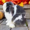 Beautiful Bunnies