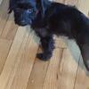 Yorkiepoo for sale