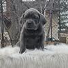 Cane corso puppies ready now Minnesota international grand champion 