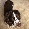English Springer spaniel stud  Kentucky