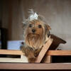 Tiny Treasure: 4 lb Traditional Male Yorkie for Stud or Companion! 