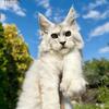 Beautiful female Maine Coon