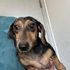 Short hair female dapple adult mini dachshund 
