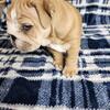 English Bulldog puppy