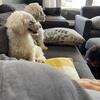 1 year old intact male bichon frise