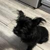 Super sweet black Yorkie