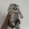 Himalayan Kitten
