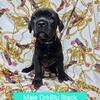 Cane Corso Puppy Puppies Minnesota Blue Black and Black Brindle Male Female