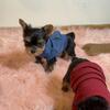 Yorkies!!! 