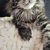 Maine Coon kitten