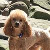 AKC Miniature Poodle Stud Service 