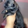 * on hold *Akc black brindle male Shih Tzu 