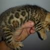 Gorgeous Rosetted bengal kitten TICA registered non shedding hypoallergenic 