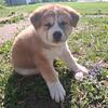 Japanese Akita