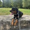 Rottweiler male for stud