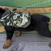 AKC Rottweiler Male Puppies