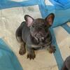 French Bulldog Puppies
