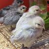 Blue and Splash Ameraucana Pullets 